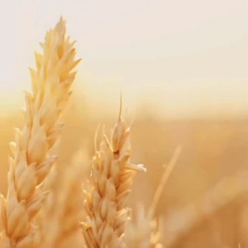 💛 Was bei uns zählt, ist echtes Bäckerhandwerk.

Seit Generationen stehen wir für Backwaren, die mit Sorgfalt entstehen...